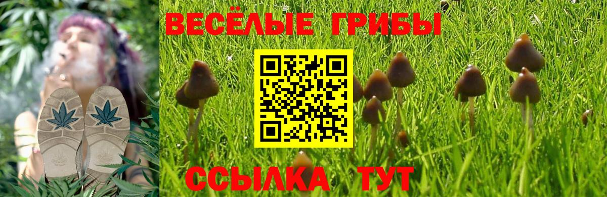Псилоцибиновые грибы Cubensis Кореновск