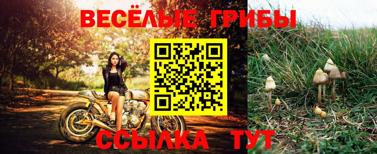 Галлюциногенные грибы Cubensis  Вход с VPN  Галлюциногенные грибы GOLDEN TEACHER  Кореновск 
